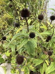 Echinacea
