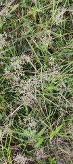 Digitaria ciliaris