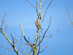 Coccothraustes coccothraustes
