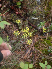 Lomatium