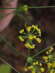 Lomatium