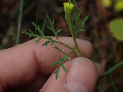 Lomatium