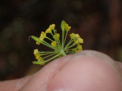 Lomatium