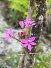 Epidendrum denticulatum