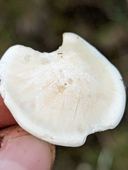 Clitocybe
