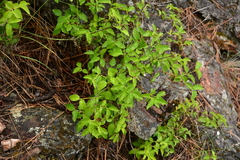 Philadelphus lewisii