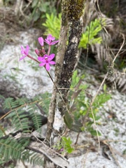 Epidendrum denticulatum