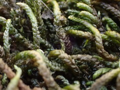 Scleropodium obtusifolium