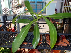Nepenthes × neglecta