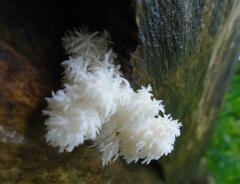 Hericium coralloides