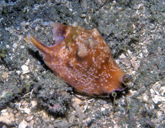 Euprotomus bulla