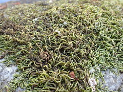 Scleropodium obtusifolium