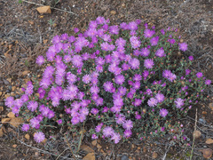 Lampranthus