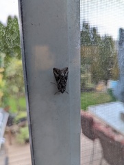 Autographa californica