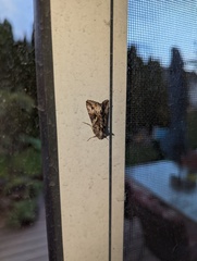 Autographa californica