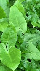 Aroideae