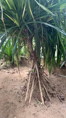 Pandanus tectorius