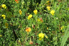 Crotalaria capensis