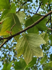 Liriodendron tulipifera