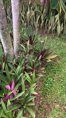Tradescantia spathacea