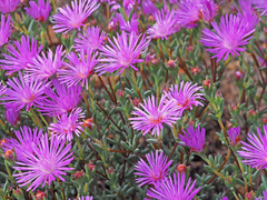 Lampranthus