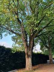 Liriodendron tulipifera