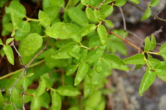 Philadelphus lewisii