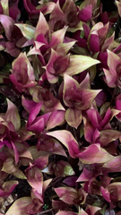 Tradescantia zebrina