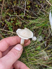 Clitocybe