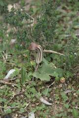 Arisarum vulgare