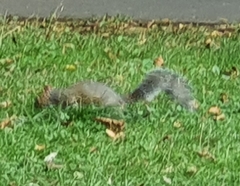 Sciurus carolinensis