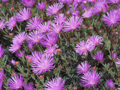 Lampranthus