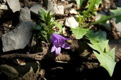 Campanula