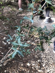 Berberis trifoliolata