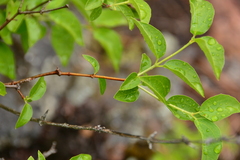 Philadelphus lewisii