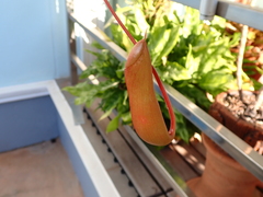 Nepenthes × neglecta