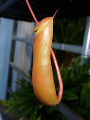 Nepenthes × neglecta