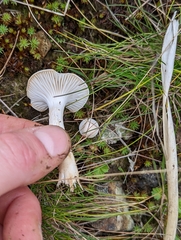 Clitocybe
