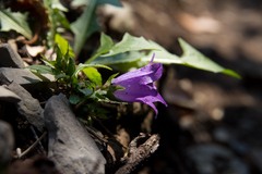 Campanula