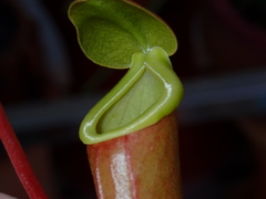 Nepenthes × neglecta