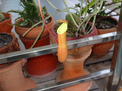 Nepenthes × neglecta