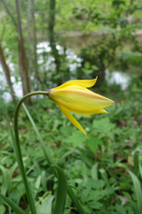 Tulipa sylvestris australis