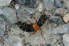 Staphylinus erythropterus