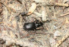 Platyninae