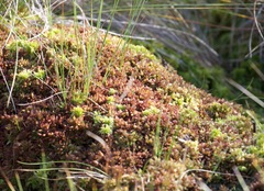 Sphagnum magellanicum