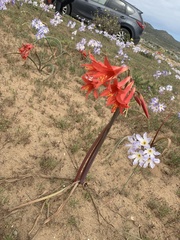 Zephyranthes phycelloides