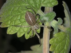 Clubionidae