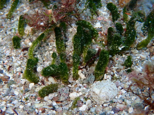 Photo of Worm alga (Dasycladus vermicularis)