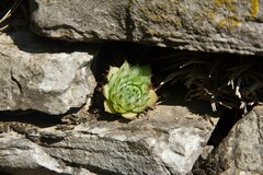 Sempervivum tectorum