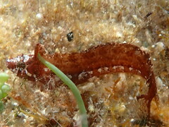 Clinitrachus argentatus